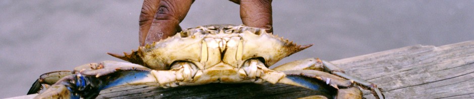 crab