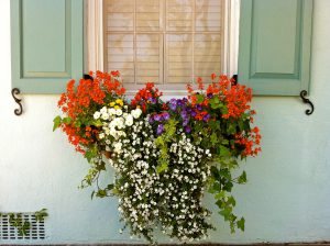 window-box-flowers-charleston-sc